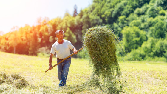 Farmer with a pitchfork collecting hay