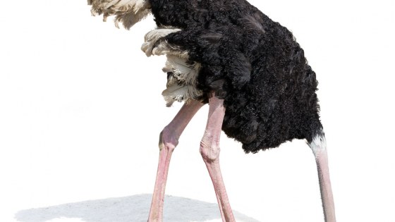 ostrich burying head in sand ignoring problems