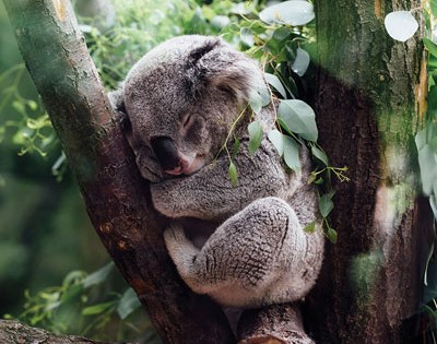 400×400-au-koala-tree