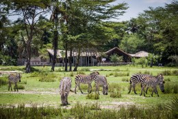Jambo-Safari-Club-Tanzania-1